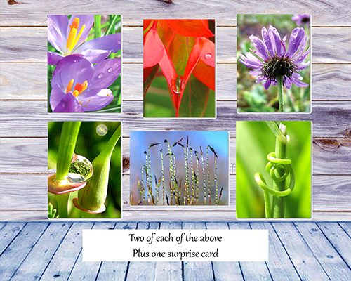 Poetry of Nature Greeting Card Collection - Spring Flowers